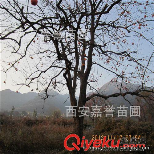 陜西西安苗圃專業供應10--60公分的柿子樹 低價供應 量大從優原始圖片3