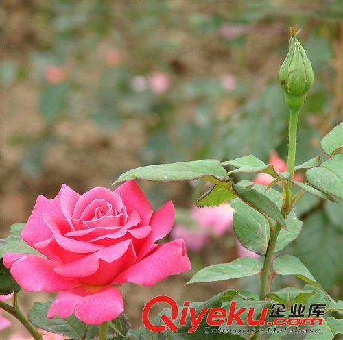 營養(yǎng)缽美人蕉陜西西安周至美人蕉培育基地西北美人蕉農(nóng)戶直銷批發(fā)