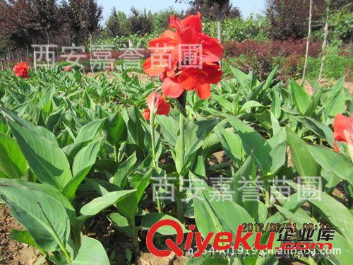 營養(yǎng)缽美人蕉陜西西安周至美人蕉培育基地西北美人蕉農(nóng)戶直銷批發(fā)原始圖片3