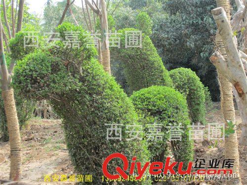 陜西盆景吧 小葉女貞造型 造型樹盆景欣賞 盆景吧展示
