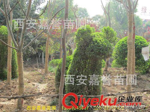 陜西盆景吧 小葉女貞造型 造型樹盆景欣賞 盆景吧展示
