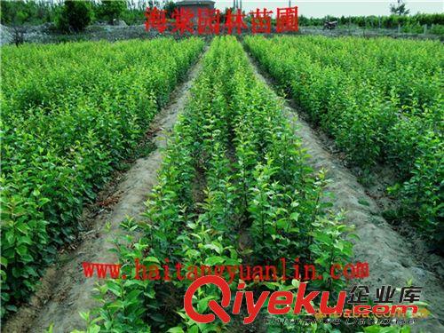 供應(yīng)八棱海棠樹、綠化海棠樹、海棠樹苗、小樹苗批發(fā)價(jià)格原始圖片3