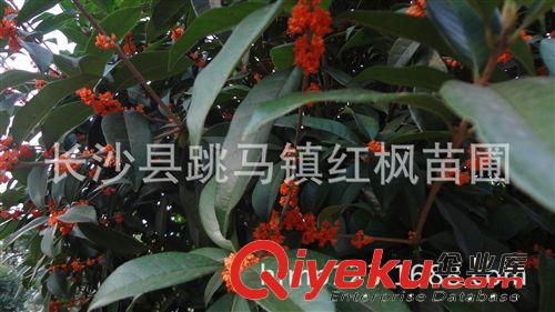 湖南苗圃基地直銷5-8公分精品丹桂  八月桂花樹  桂花樹價(jià)格