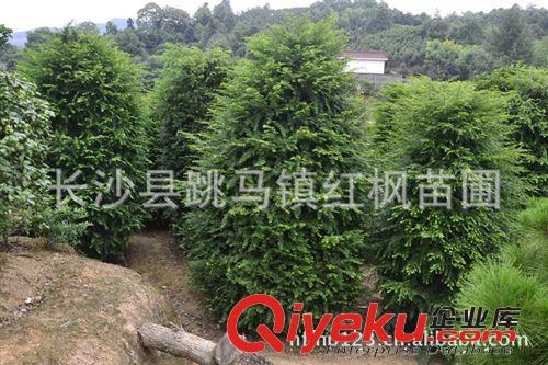 大量供應優質湖南苗木喬木1-4公分南方紅豆杉  規格齊全 量大成批