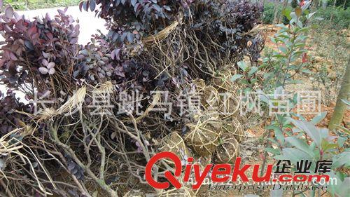 湖南跳馬基地供應(yīng)綠化工程苗木紅繼木球 紅繼木小苗