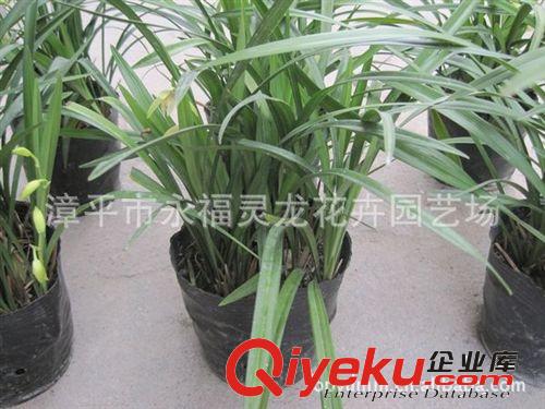 【廠家直銷】素心蘭花批發 鳳凰素心蘭 蘭花盆景 室內花卉盆栽原始圖片2