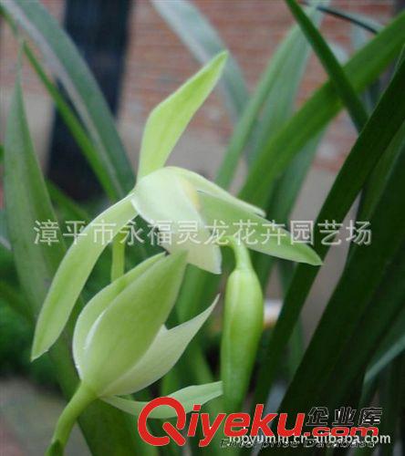 【廠家直銷】素心蘭花批發 鳳凰素心蘭 蘭花盆景 室內花卉盆栽原始圖片3