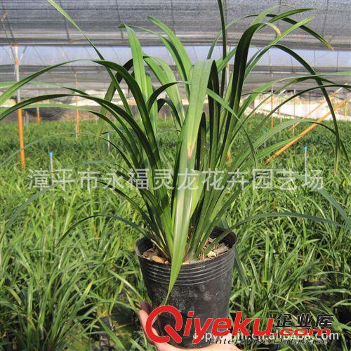 【廠家直銷】批發蘭花 臺北小姐 蘭花盆景 室內花卉盆栽
