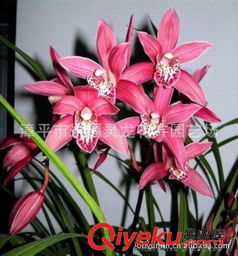 【廠家直銷】批發蘭花 臺北小姐 蘭花盆景 室內花卉盆栽原始圖片2