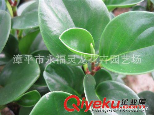 【廠家直銷】碧玉盆栽 碧玉花卉 碧玉批發 室內盆景【一手貨源】原始圖片2