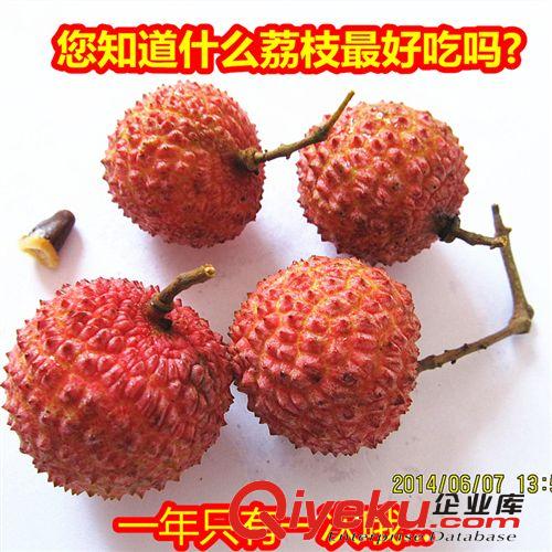 {dj0}桂味荔枝 荔枝之中{zh0}吃有桂花蜜糖味道送禮佳品順豐包郵5斤