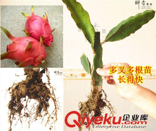 玫瑰1號(hào)火龍果苗 紅肉 紅心 盆栽果樹 多根有泥土易成活 35CM