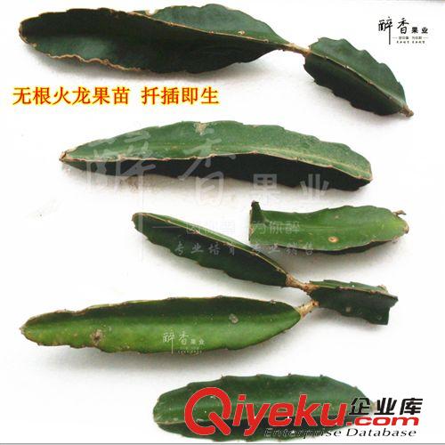 zp紫香1號 百香果苗批發 西番蓮苗批發 結果大個好吃