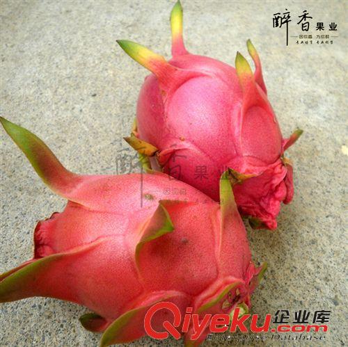 .〖農(nóng)副產(chǎn)品〗紅心品種 插土就發(fā)芽 玫瑰1號 無根苗 火龍果苗