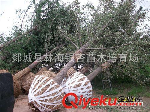 銀杏樹價格、四川、貴州、云南銀杏地區價格咨詢13853982582原始圖片3
