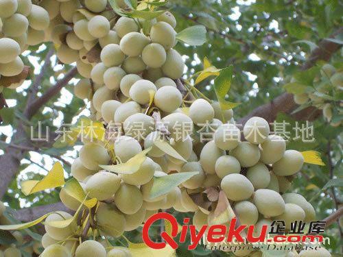 供應銀杏（白果）、石榴苗木、盆景