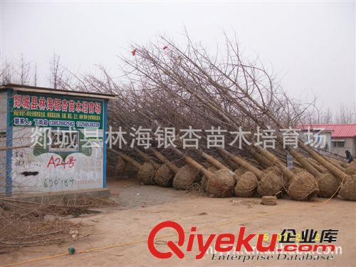 天下銀杏{dy}縣 大量出售15-20-30公分精品銀杏樹原始圖片3