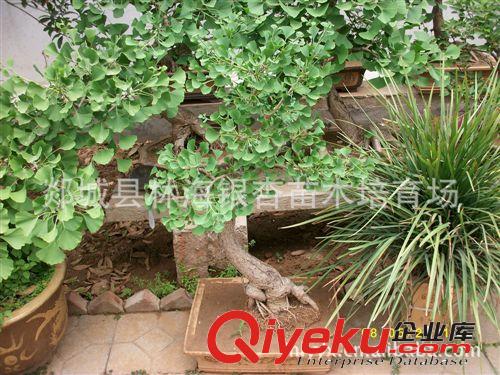 廠家生產(chǎn)供應(yīng)  銀杏盆景 樹木盆景銀杏 盆景銀杏