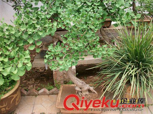 廠家生產(chǎn)供應(yīng)  銀杏盆景 樹木盆景銀杏 盆景銀杏原始圖片3