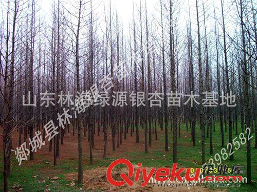 廠家供應(yīng) 銀杏、銀杏種苗、水杉苗木包成活