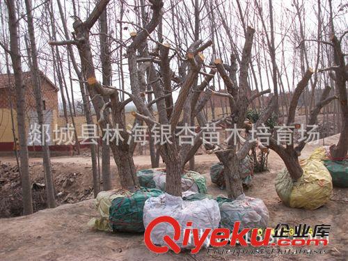 大量低價(jià)供應(yīng)山楂樹、蘋果樹、梨樹、核桃、石榴等果樹苗木原始圖片2