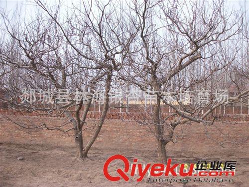 大量低價(jià)供應(yīng)山楂樹、蘋果樹、梨樹、核桃、石榴等果樹苗木原始圖片3