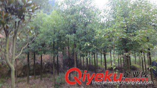 湖南綠之韻苗圃供應苗木 優(yōu)價供應重慶廣西 香樟 規(guī)格8-10..原始圖片3