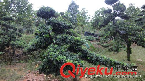 瀏陽綠之韻苗圃供應(yīng)樹樁花卉盆景 羅漢松盆景原始圖片2