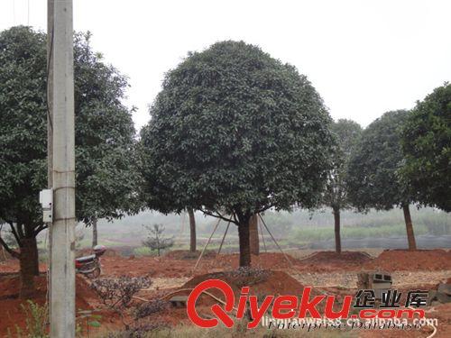 綠之韻苗圃自產自銷供應桂花樹重慶四川貴陽 丹桂 四季桂 金桂