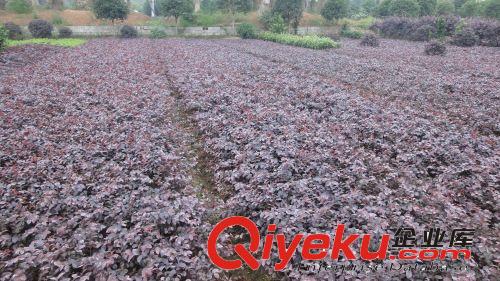 湖南綠之韻苗圃供應苗木紅花繼木小苗 精品 紅繼木樁