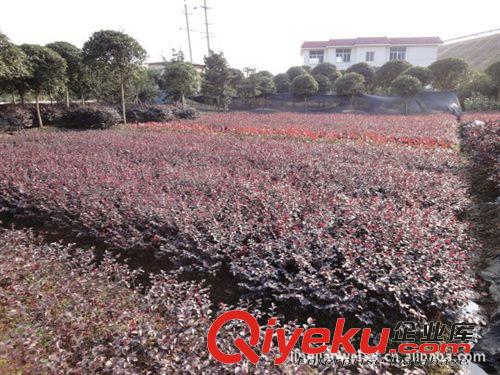 綠之韻苗圃百萬畝產地大量供應綠化苗木江西.重慶.昆明紅繼木