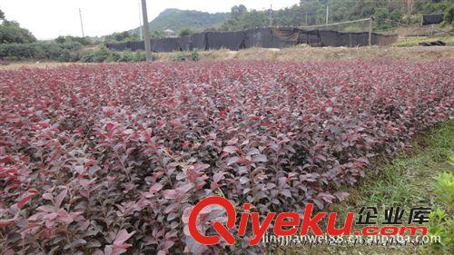 大量供應園林綠化苗木紅花繼木重慶紅繼木