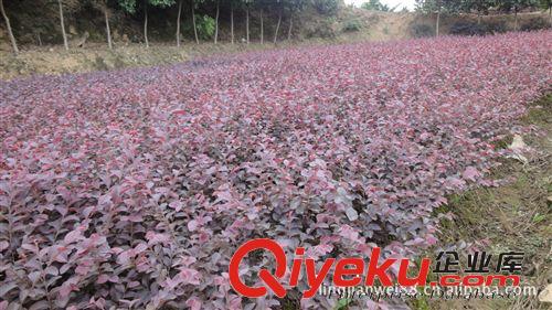 苗場大量供應綠化苗木紅花繼木四川江西 貴陽紅花繼木原始圖片3