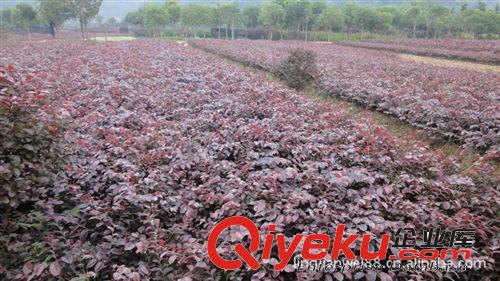 苗場大量供應綠化苗木紅花繼木四川江西 貴陽紅花繼木