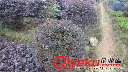 苗場大量供應(yīng)綠化苗木紅花繼木江西重慶昆明紅花繼木