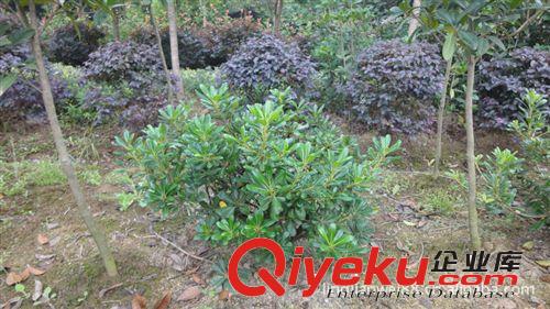 湖南綠之韻苗圃因土地征收有一批苗木出售 紅花繼木tg江西昆明原始圖片3