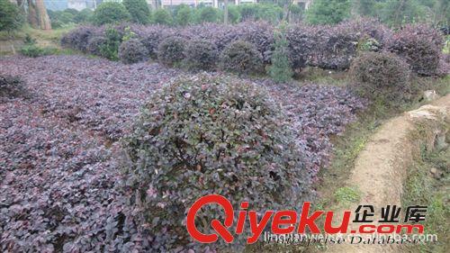 綠之韻苗圃自產自銷供應紅花繼木小苗 50-120公分紅花繼木球原始圖片2