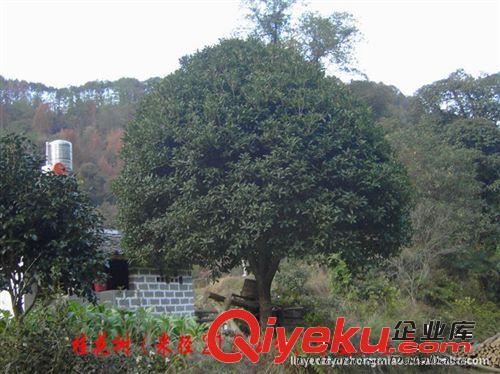 l供應(yīng)各種規(guī)格的 【來電訂購】 綠化苗木、園林綠化