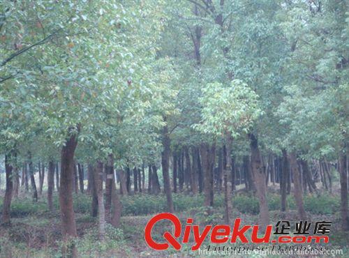 l供應(yīng)各種規(guī)格的 【來電訂購】 綠化苗木、園林綠化