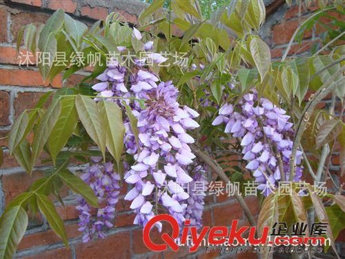 批發扶芳藤 小葉扶芳藤 大葉扶芳藤 苗木基地直銷
