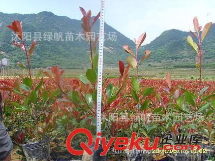 批發(fā)金葉女貞/綠帆園林綠化苗木【金葉女貞】江蘇金葉女貞供應商