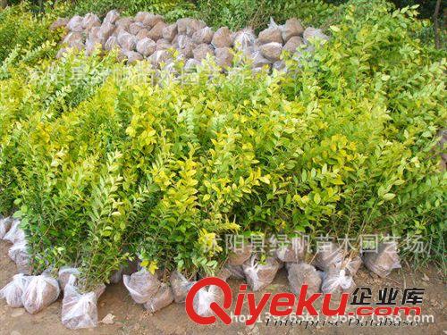 批發(fā)金葉女貞/綠帆園林綠化苗木【金葉女貞】江蘇金葉女貞供應(yīng)商