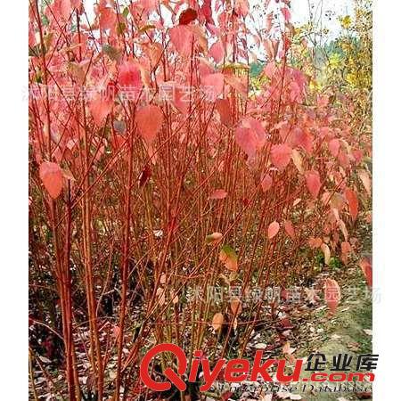 批發(fā)綠化苗木 紅瑞木 紅瑞木苗 紅瑞木種子 規(guī)格全 價(jià)格咨詢?yōu)闇?zhǔn)