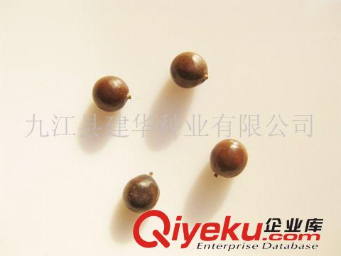 專(zhuān)業(yè)供應(yīng)小葉樟種子 樟樹(shù)種子 80%種仁 香樟種子