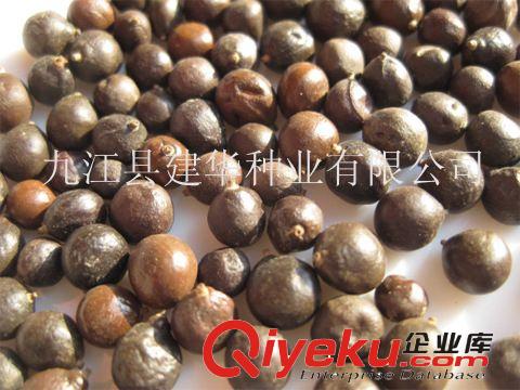 專業(yè)出售  燈籠樹 欒樹 黃山欒 園林 綠化 苗木 工程種子原始圖片2