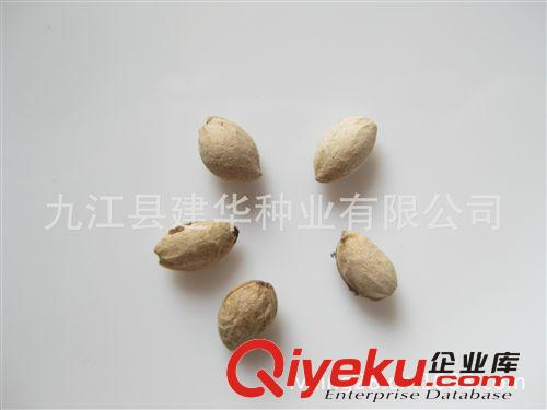 現(xiàn)貨大量供應(yīng)山櫻花，櫻桃種子，嫁接日本櫻花，耐寒