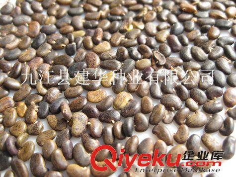 現貨大量供應刺槐種子 5000KG 街邊綠化 綠化工程 邊坡綠化