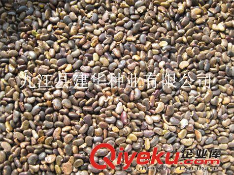 現貨大量供應刺槐種子 5000KG 街邊綠化 綠化工程 邊坡綠化