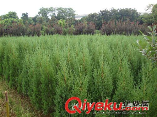 大量批發供應綠化苗木——竹柏 松柏 龍柏 羅漢松。原始圖片2