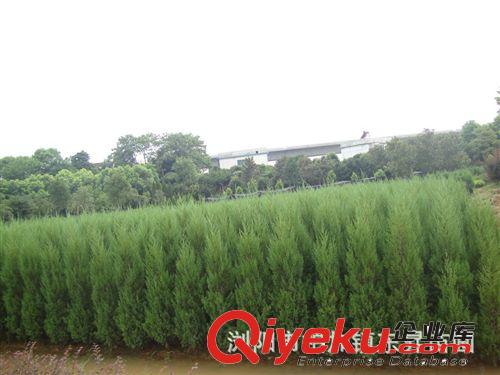 湖南苗木誠信供應商批發(fā)供應——桂花 桂花樹 桂花苗 精品桂花